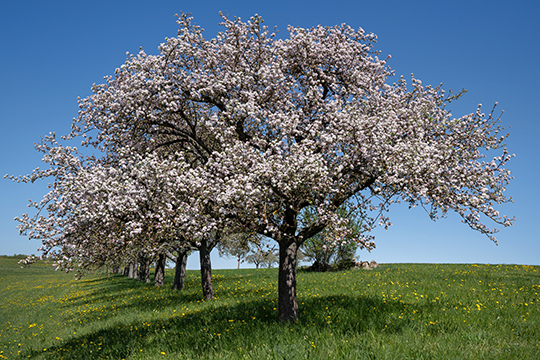 Apfelbaum