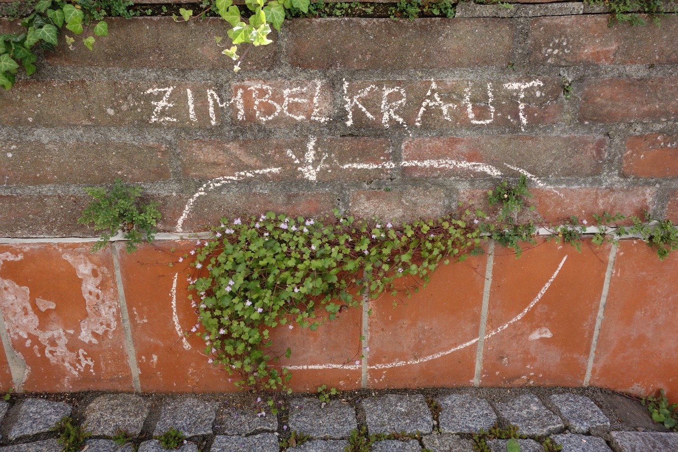 Krautschau Berger Jenkner1 500