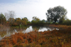 biodiv Massnahmen 2018 11 OGHofWeiher 02