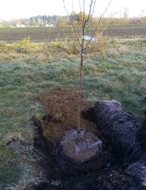 obstbaum 02